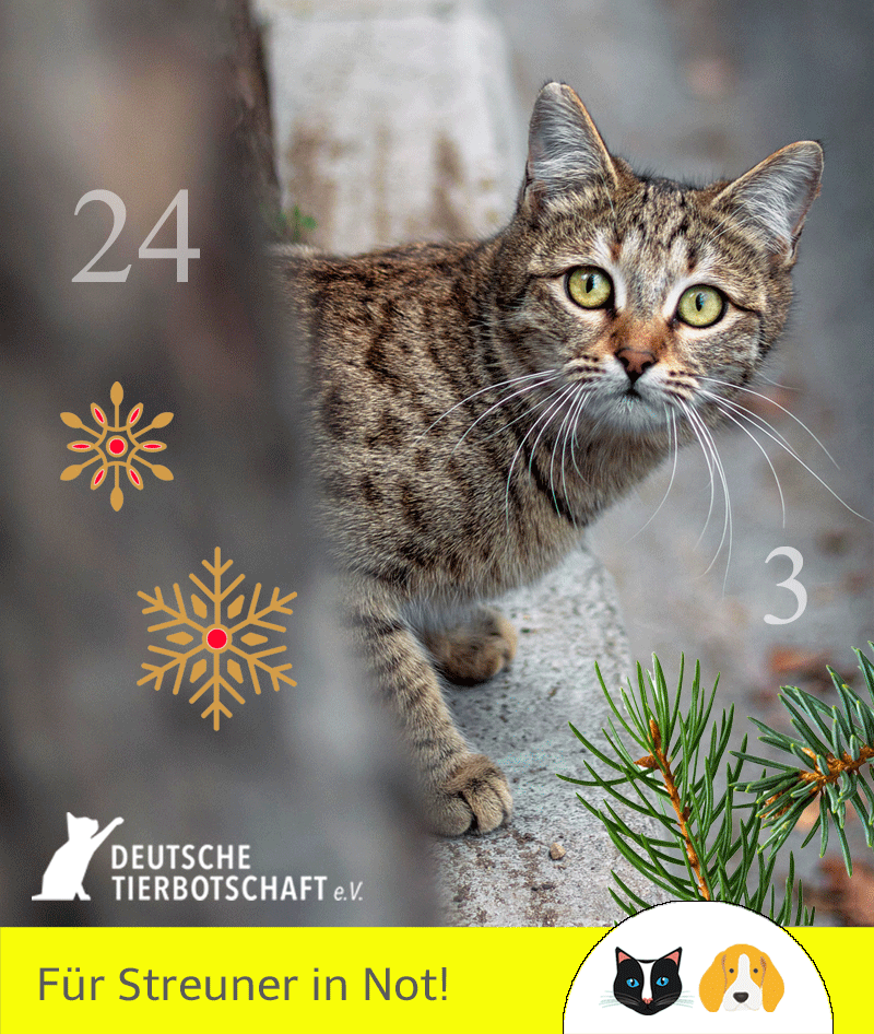 product-benefiz-adventskalender-2025